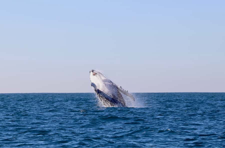 Newcastle: Small Group Humpback Whale Encounter Tour - Leaving Honeysuckle Foreshore for the open coast