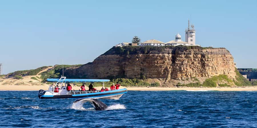 Newcastle: Small Group Humpback Whale Encounter Tour - What the boat ride feels like