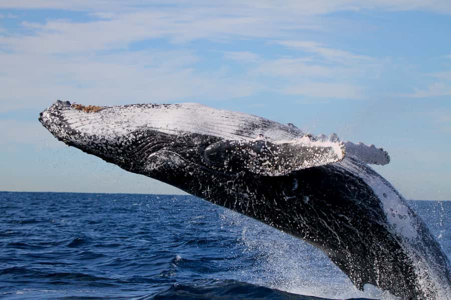 Newcastle: Small Group Humpback Whale Encounter Tour - Who will enjoy this tour most