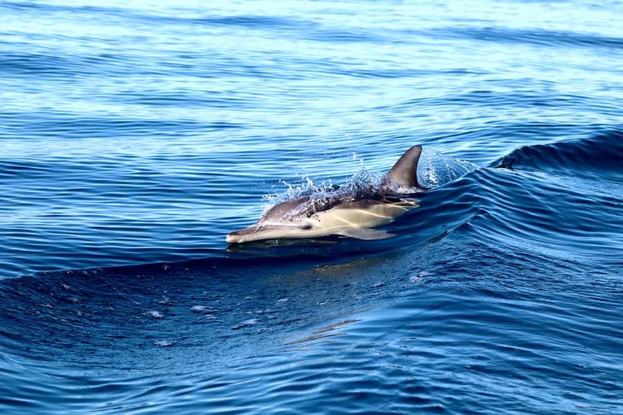 Newcastle: Small Group Humpback Whale Encounter Tour - Should you book the Newcastle whale encounter?