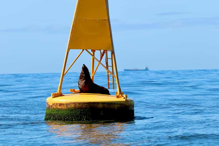 Newcastle: Small Group Humpback Whale Encounter Tour - Searching for humpback whales from June to November