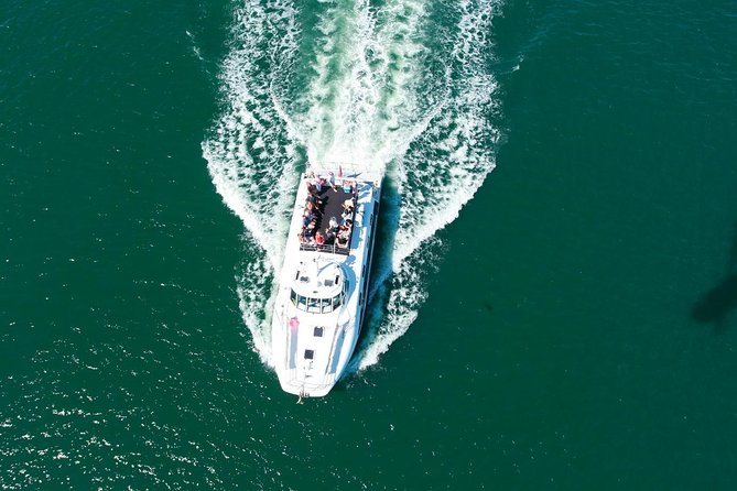 Newcastle Whale Watching Cruise - Searching for humpback whales in open water
