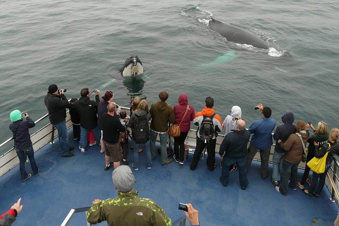 Newfoundland Puffin and Whale Watch Cruise - Key details before you sail