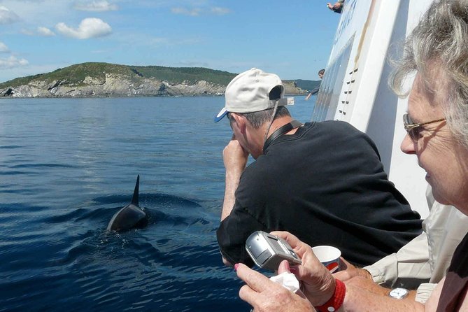 Newfoundland Puffin and Whale Watch Cruise - From St. John’s to the Bay Bulls dock