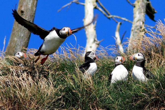 Newfoundland Puffin and Whale Watch Cruise - Stop 2: Bull Head and the open North Atlantic