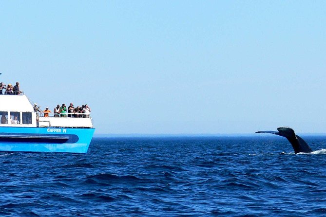 Newfoundland Puffin and Whale Watch Cruise - Stop 3: The Witless Bay Ecological Reserve