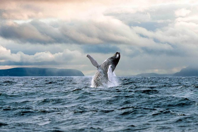 Newfoundland Puffin and Whale Watch Cruise - Iceberg Alley in May and June