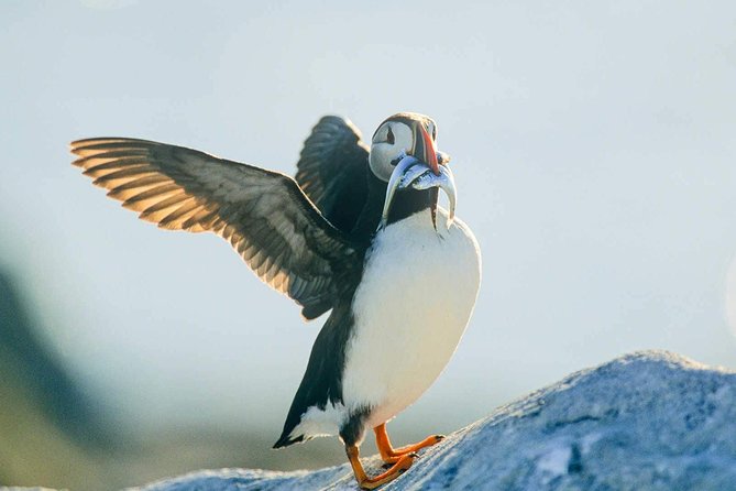 Newfoundland Puffin and Whale Watch Cruise - The crew, music, and Newfoundland character