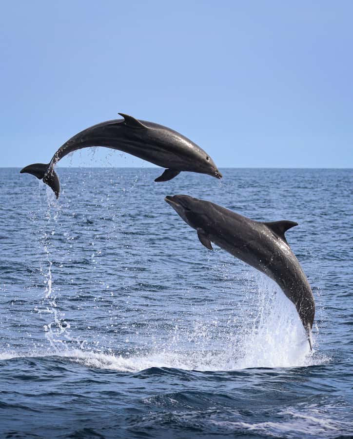 Newport Beach: 2-Hour Whale Watching Tour - Quick points to know before you go