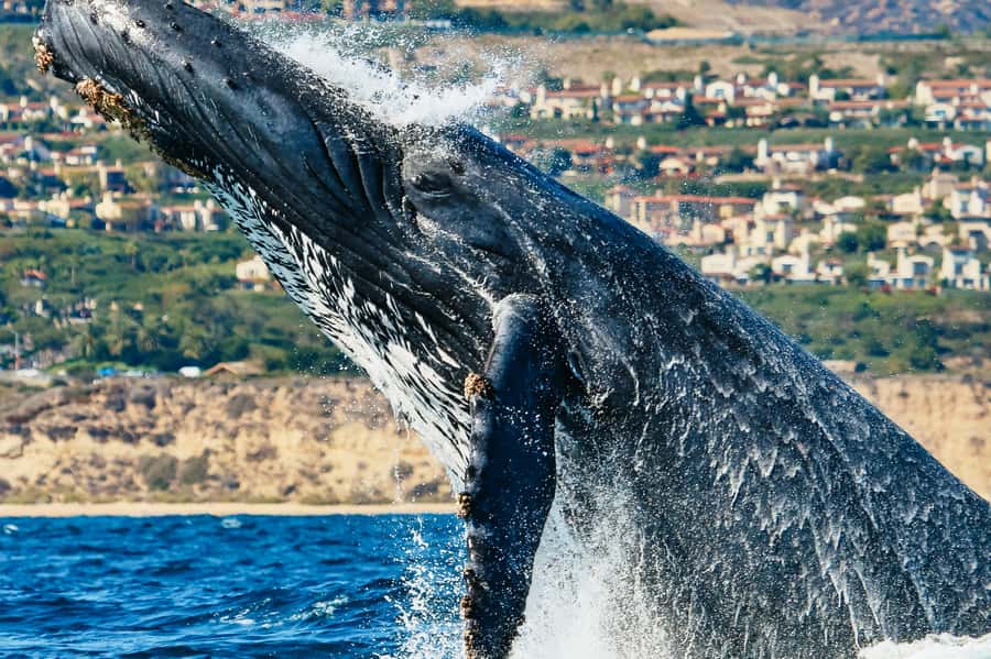 Newport Beach: 2-Hour Whale Watching Tour - Balboa Island and Newport Harbor