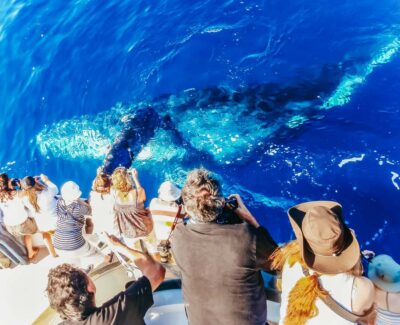 Newport Beach: 2-Hour Whale Watching Tour