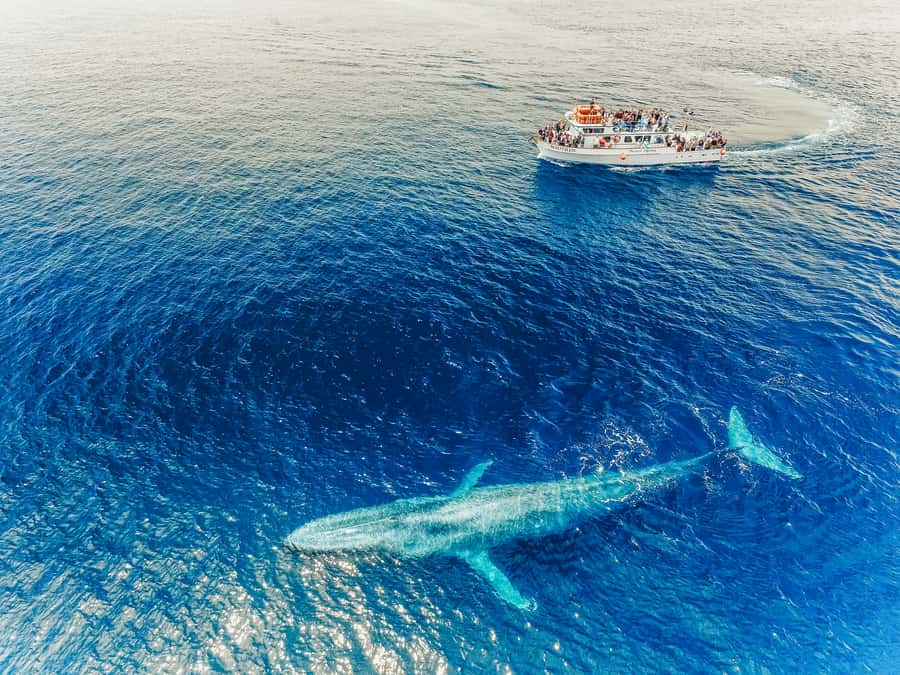 Newport Beach: 2-Hour Whale Watching Tour - Corona del Mar and the safety briefing