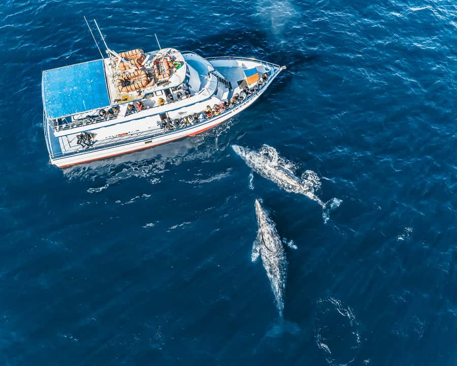 Newport Beach: 2-Hour Whale Watching Tour - Two hours of searching for whales and dolphins