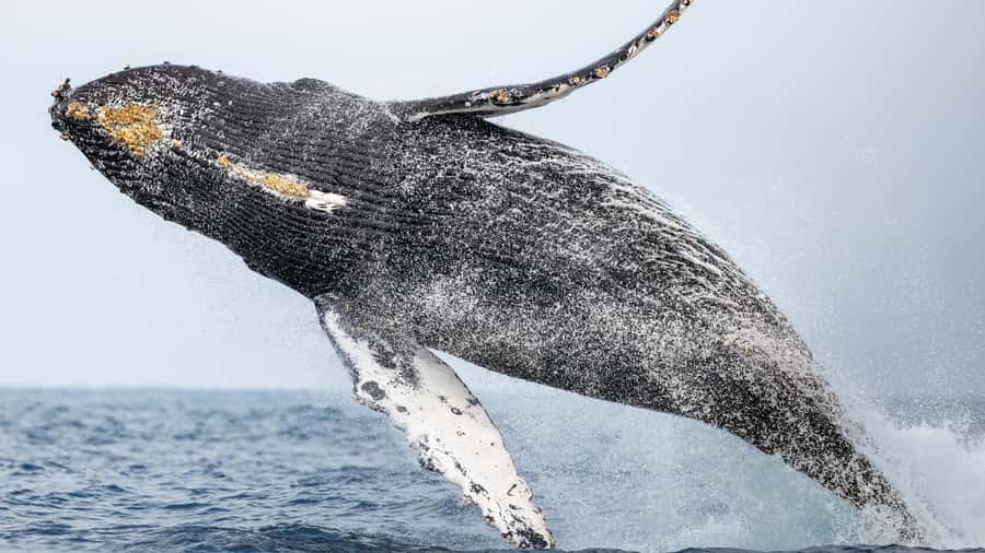 Newport Beach: 2-Hour Whale Watching Tour - Guides who make the difference