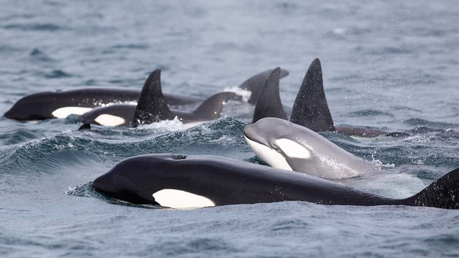 Newport Beach: 2-Hour Whale Watching Tour - The return past Laguna Beach and The Wedge
