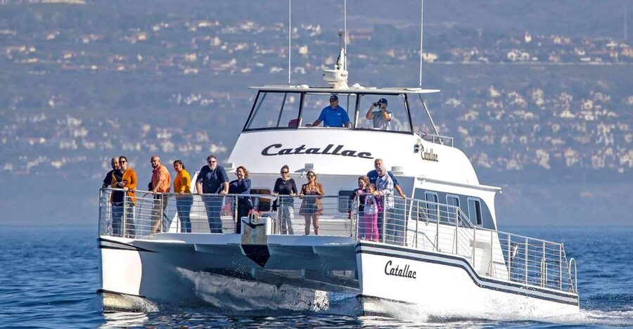 Newport Beach: Luxury Whale Watching Catamaran Cruise - Key points before you book