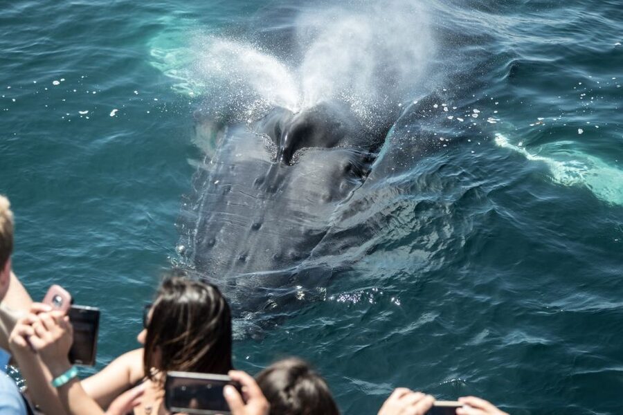 Newport Beach: Luxury Whale Watching Catamaran Cruise - Setting out from Balboa Pavilion