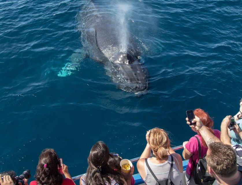 Newport Beach: Luxury Whale Watching Catamaran Cruise - Balboa Island and the first harbor views