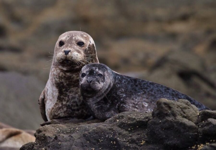 Newport Beach: Luxury Whale Watching Catamaran Cruise - Newport Beach wildlife watching