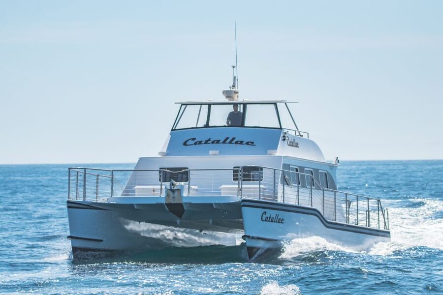 Newport Beach: Luxury Whale Watching Catamaran Cruise - The bow-riding dolphin moment