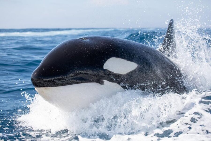 Newport Beach: Luxury Whale Watching Catamaran Cruise - Laguna Beach and The Wedge on the return