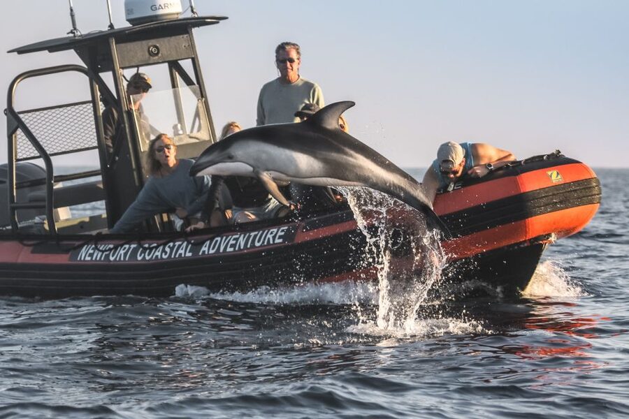 Newport Beach: Ultimate Whale Watching Adventure - Key points at a glance