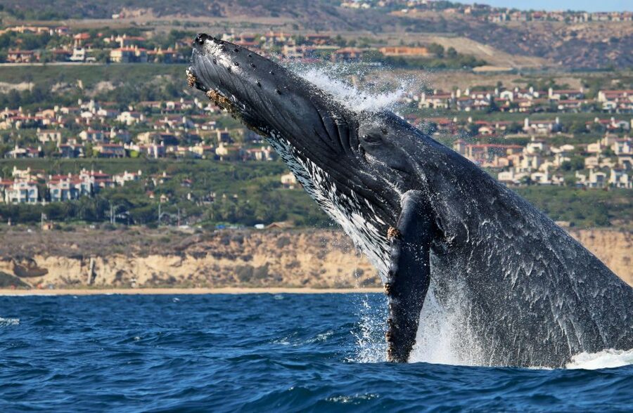 Newport Beach: Ultimate Whale Watching Adventure - Why the small Newport Beach boat matters