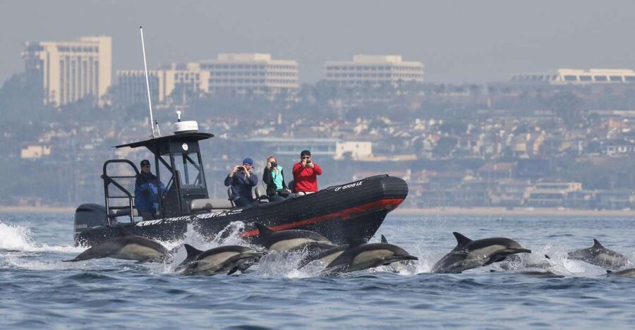Newport Beach: Ultimate Whale Watching Adventure - Searching for dolphins close to the hull