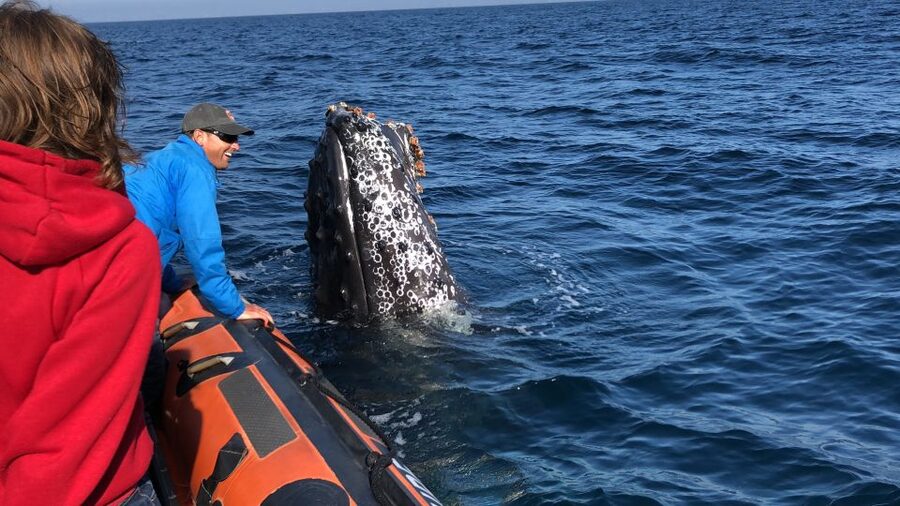 Newport Beach: Ultimate Whale Watching Adventure - The chance of whales, from gray to blue