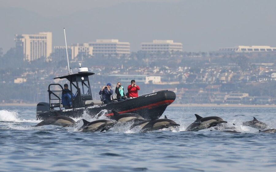 Newport Beach: Ultimate Whale Watching Adventure - From Newport Landing Cruises to open water