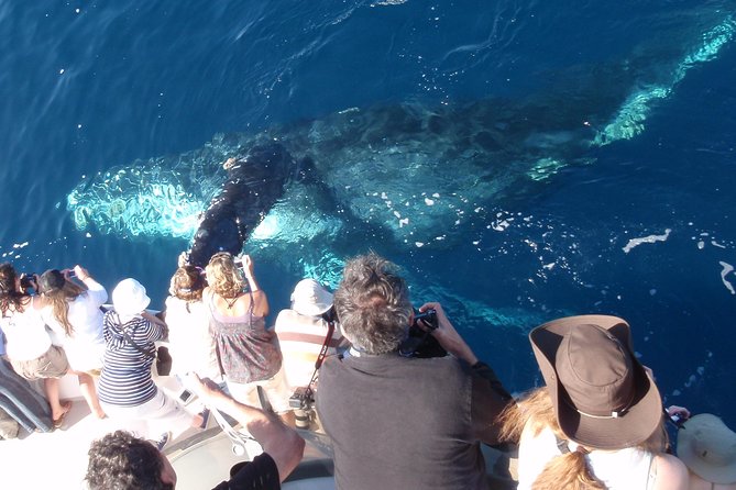 Newport Beach: Whale and Dolphin-Watching Cruise - Why this Newport Beach cruise works so well