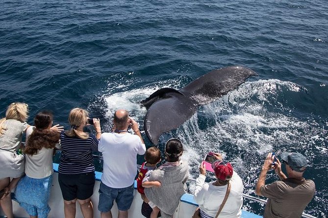 Newport Beach: Whale and Dolphin-Watching Cruise - Balboa Island and Corona del Mar set the mood