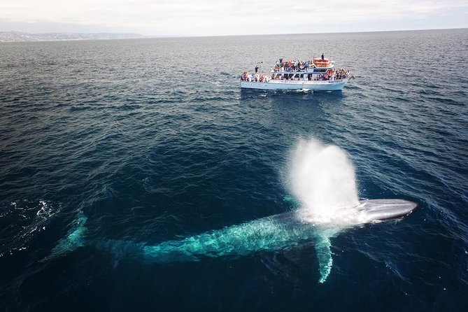 Newport Beach: Whale and Dolphin-Watching Cruise - Crystal Cove, Laguna Beach, and The Wedge