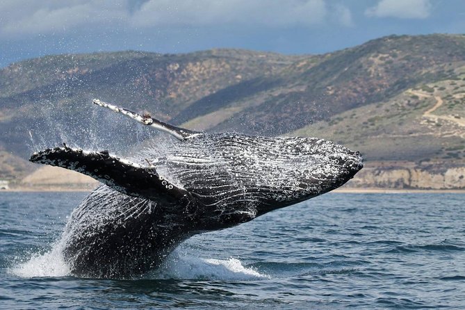 Newport Beach: Whale and Dolphin-Watching Cruise - What the boat ride feels like