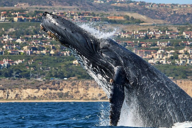Newport Beach: Whale and Dolphin-Watching Cruise - Is $30 a fair price?