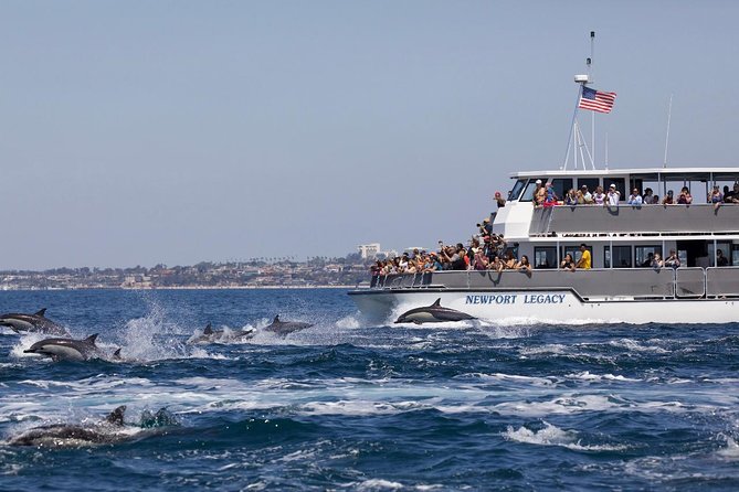 Newport Beach: Whale and Dolphin-Watching Cruise - A practical plan for the day