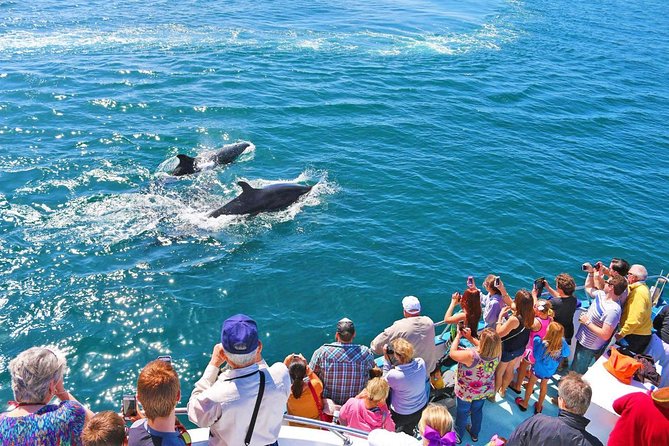 Newport Beach: Whale and Dolphin-Watching Cruise - From Palm Street to the Balboa Pavilion