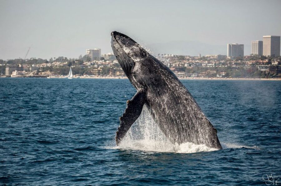 Newport Beach: Year-Round Whale Watching Cruise - Quick take: what makes this cruise worthwhile