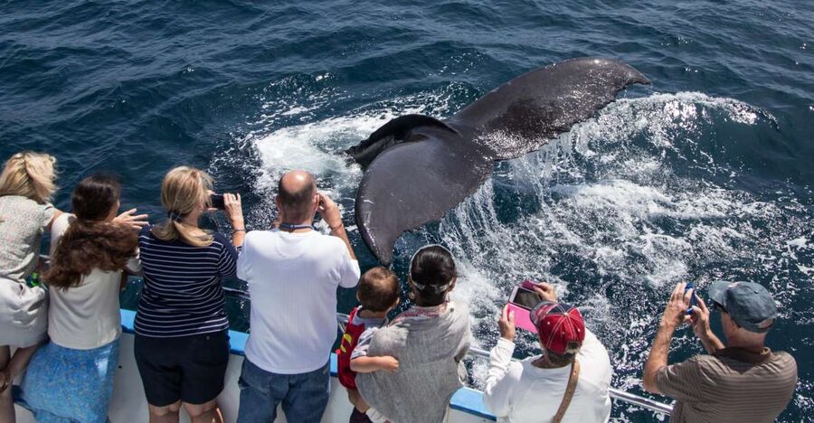 Newport Beach: Year-Round Whale Watching Cruise - The route past Balboa Island and Corona del Mar