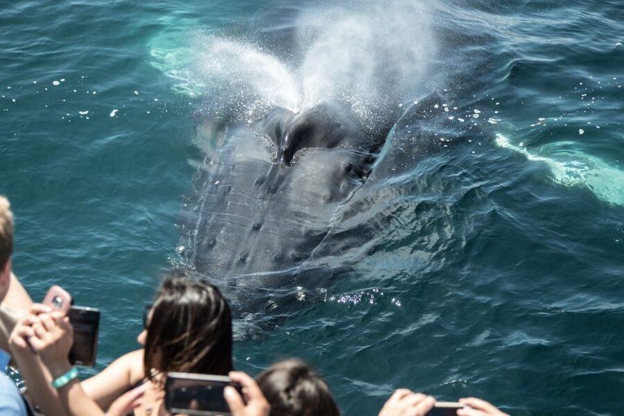 Newport Beach: Year-Round Whale Watching Cruise - What you may see by season