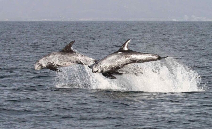 Newport Beach: Year-Round Whale Watching Cruise - The return past The Wedge
