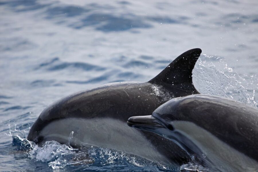 Newport Beach: Year-Round Whale Watching Cruise - Tips for getting more from the cruise