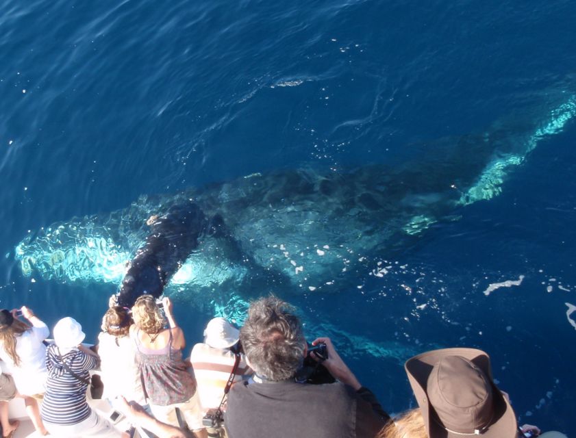 Newport Beach: Year-Round Whale Watching Cruise - A boat built for watching, not just riding