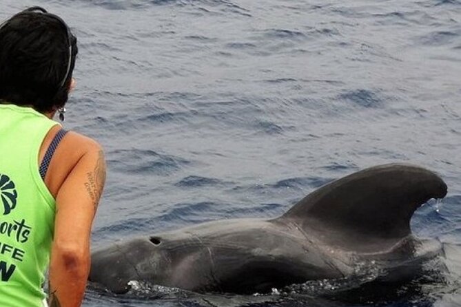 No chase Whale & Dolphin tour putting Marine Life first - we care - Sailing out of Los Cristianos on the Bahriyeli