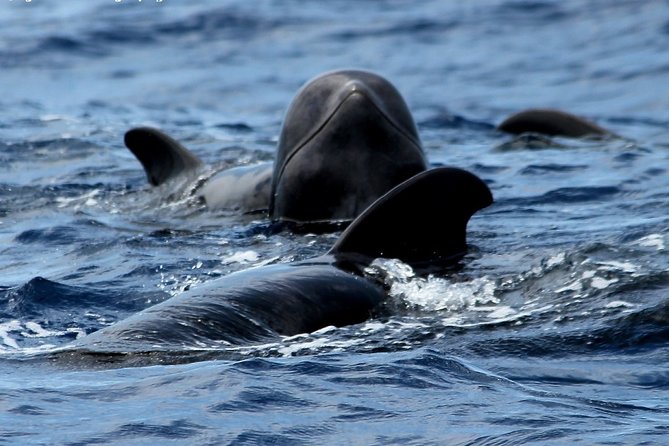 No chase Whale & Dolphin tour putting Marine Life first - we care - The first views: Tenerife’s south coast and Mount Teide
