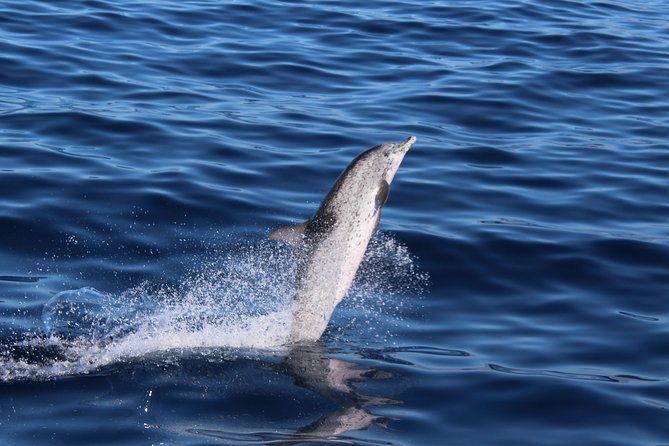 No chase Whale & Dolphin tour putting Marine Life first - we care - Comfort, seating, and sea conditions