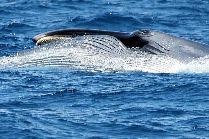 No chase Whale & Dolphin tour putting Marine Life first - we care - Is $30.23 good value?
