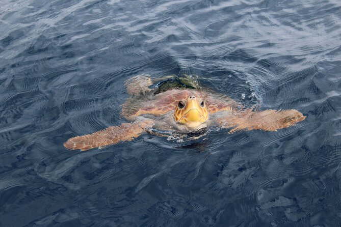 No chase Whale & Dolphin tour putting Marine Life first - we care - Who should book this Tenerife whale tour?