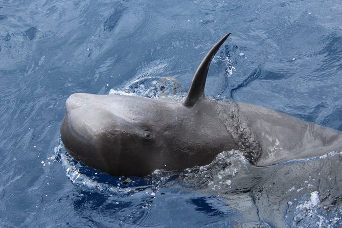 No chase Whale & Dolphin tour putting Marine Life first - we care - Final verdict: a responsible cruise with real wildlife uncertainty