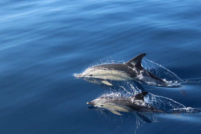 No chase Whale & Dolphin tour putting Marine Life first - we care - Looking for pilot whales and dolphins without chasing